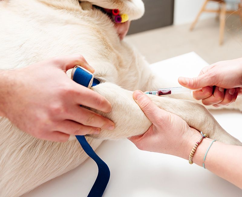 Veterinaria sacando sangre a un perro para hacer análisis clínicos.