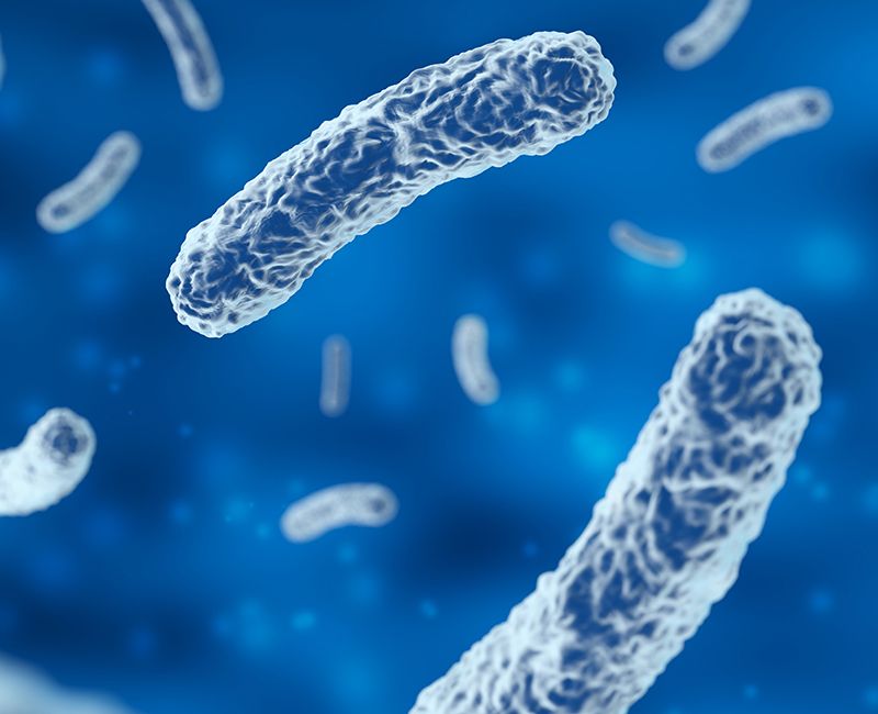Imagen de microscopio donde se ven unas bacterias.