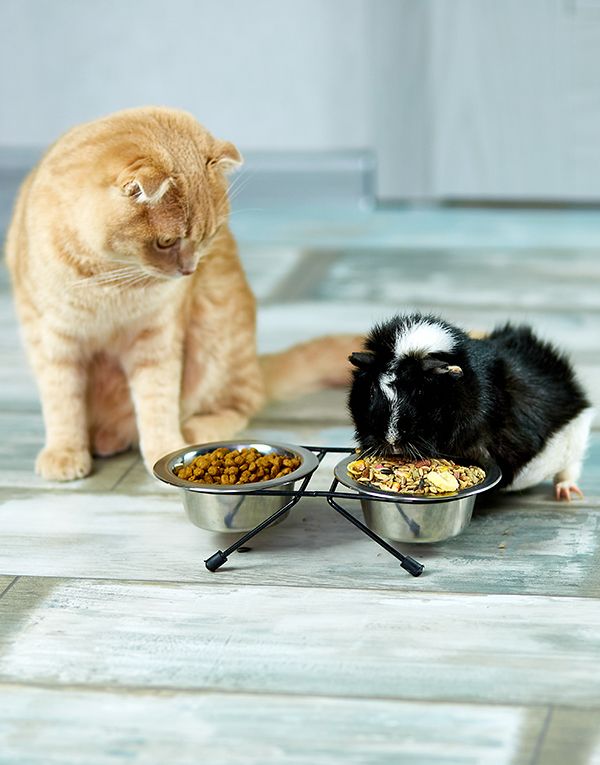 Alimentación de animales. Gato y conejillo de indias con sus comederos de comida.