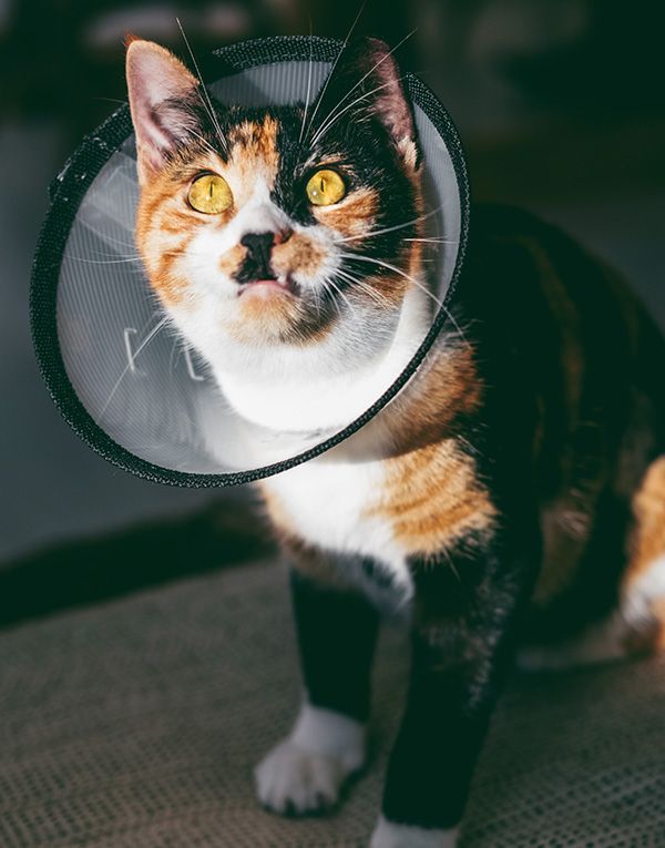 Gato operado con collar isabelino.