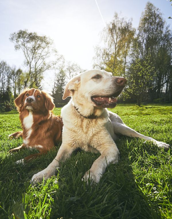 Dos perros tumbados en el campo.