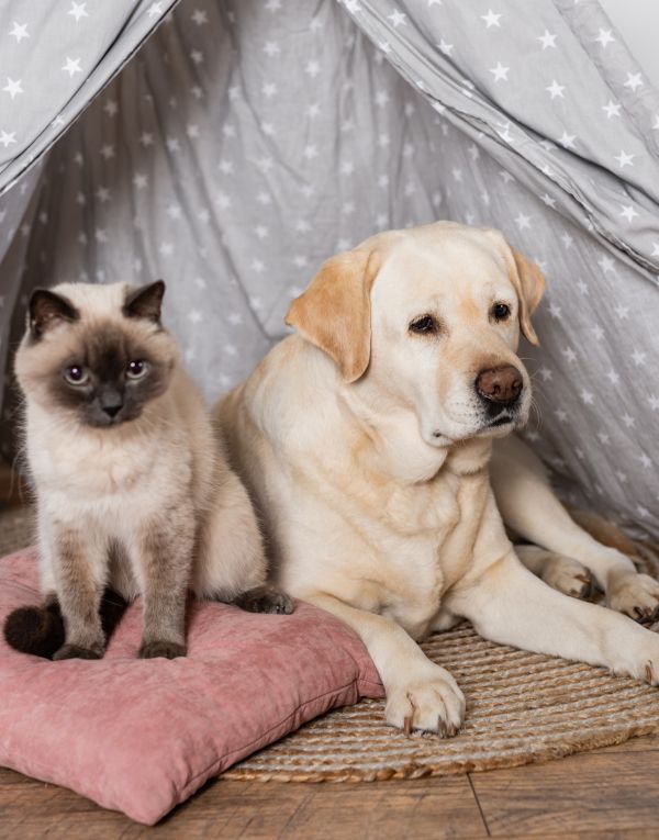 Perro labrador y gato siamés tumbados en el suelo.