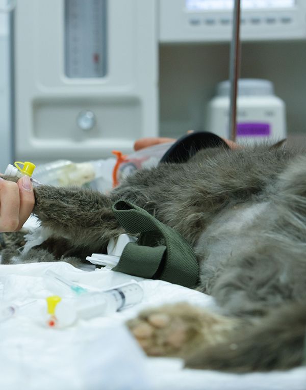 Gato en una operación del aparato digestivo.