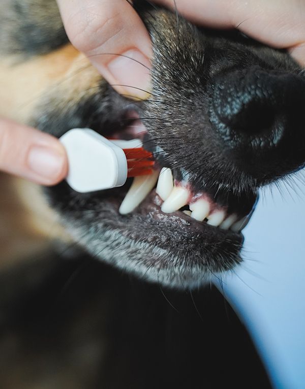 Una persona cepillando los dientes a su perro. Cuidado e higiene bucal.