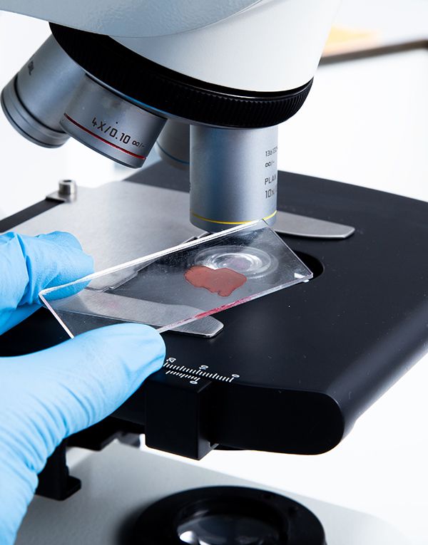 En el laboratorio revisando una muestra con el microscopio.