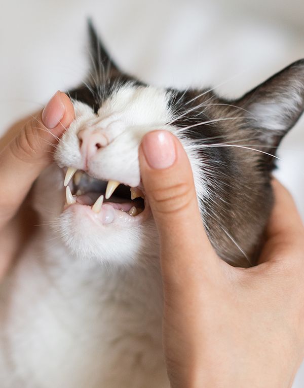 Gato en una revisión del servicio de odontología del veterinario.