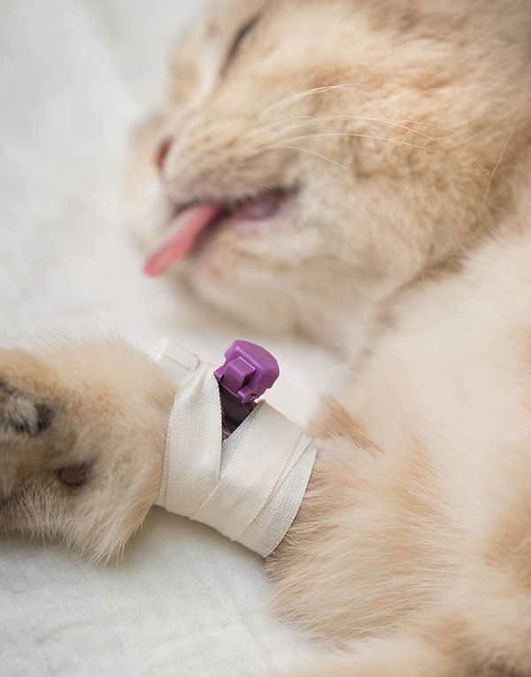 Gato anestesiado con la vía puesta para un tratamiento de oncología.