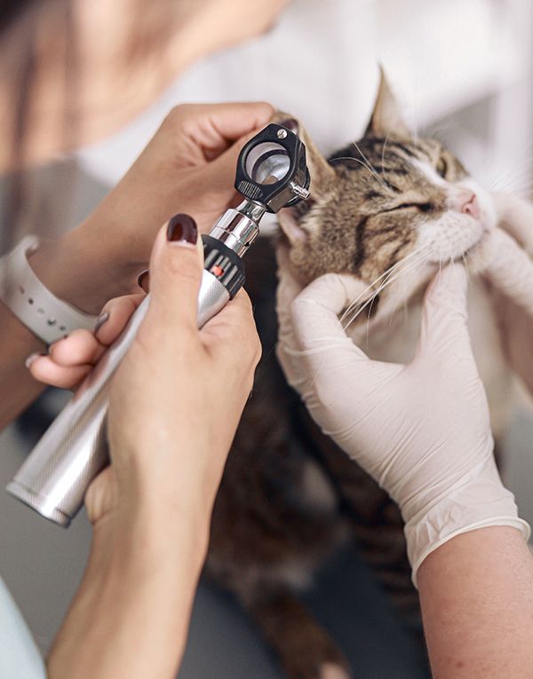 Veterinaria realizando un revisión de oídos a un gatito como medida de prevención.