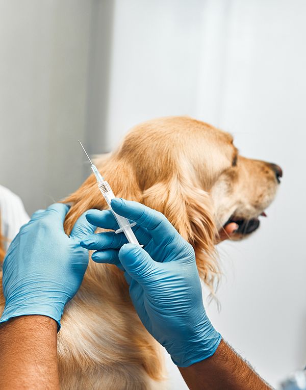 Veterinario suministrando una inyección a un perro labrador.