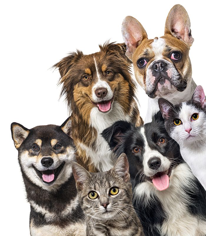 Grupo de perros y gatos con un fondo blanco.