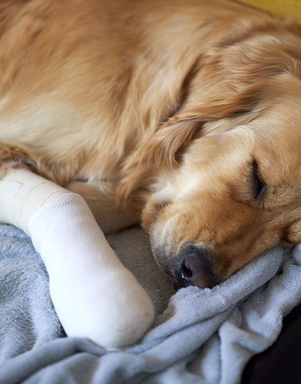 Perro con la pata vendada después de ser atendido por traumatología del veterinario.