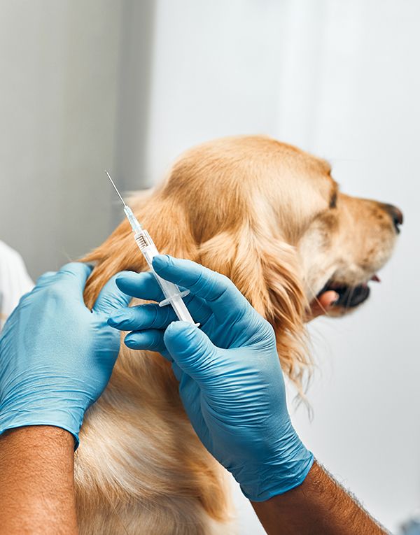 Veterinario vacunando al perro.