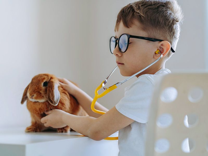 Niño con gafas y estetoscopio revisando a un conejo.